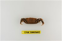 藏品(特氏大眼蟹)的圖片